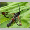 Synanthedon formicaeformis - Glasfluegler 02.jpg